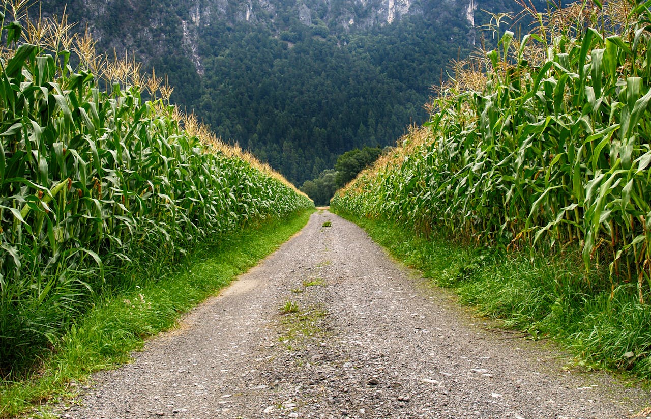 LA AGRICULTURA ES LA MADRE DE NUESTRA CIVILIZACIÓN