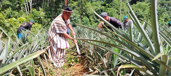 Estado Fitosanitario de la Piña en la Selva Central del Perú: retos y oportunidades